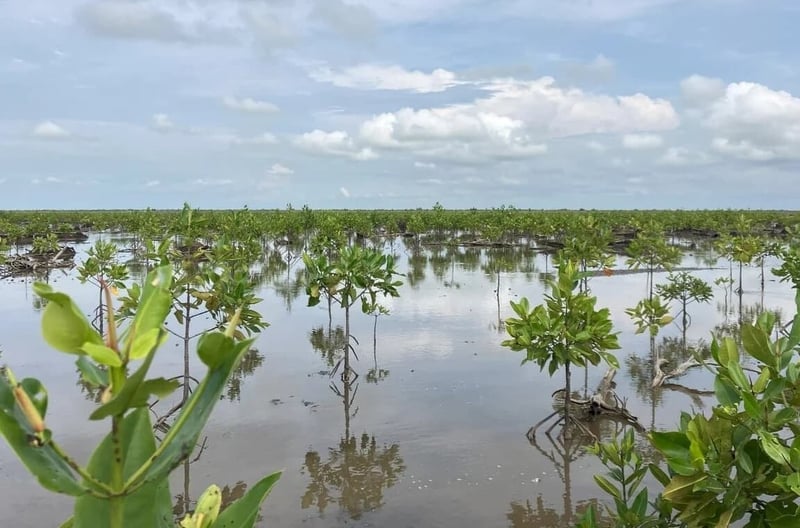 マングローブ (1)-1