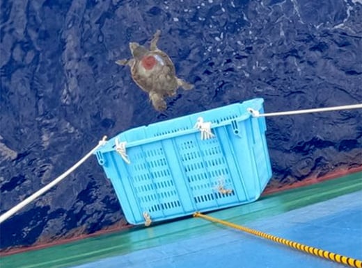Loggerhead Turtle Migration Research 