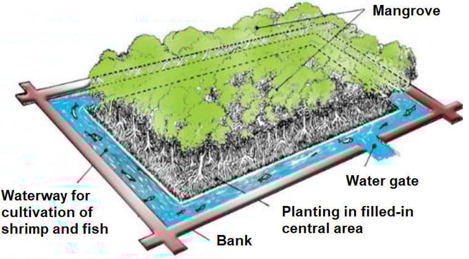 How Mangroves Work