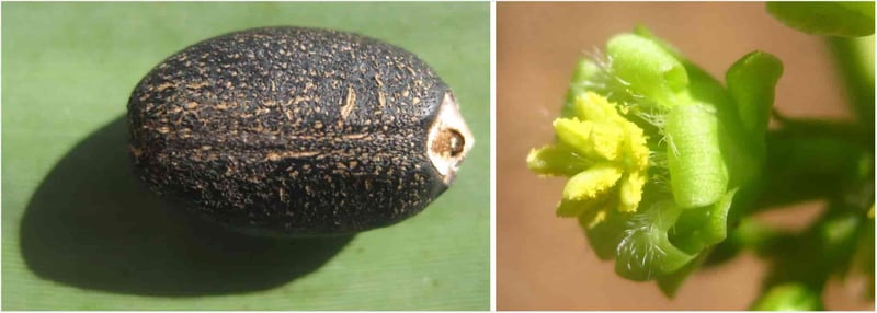 Jatropha (Jatropha curcas) seeds and flowers.