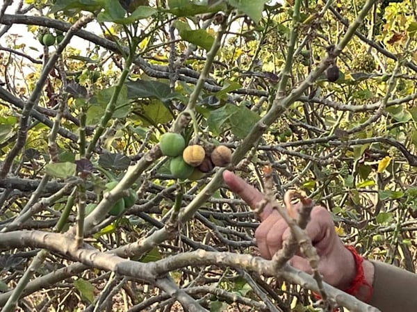 Jatropha (Jatropha curcas), a non-edible oilseed plant used for biofuels. Photos of its fruit and flowers appear later in this blog. (1)