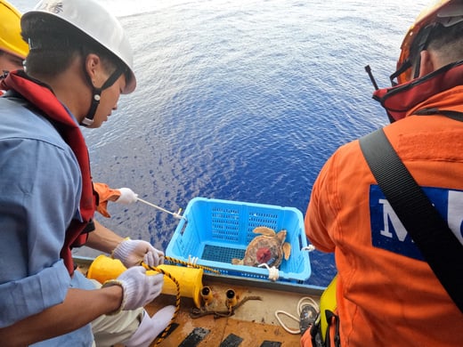 Loggerhead Turtle Migration Research with MOL Crew