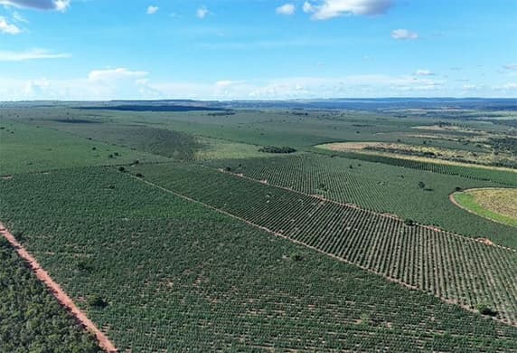 MOLが出資したTRFによる南米での植林対象地