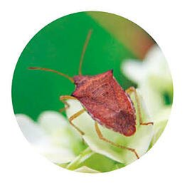 Brown Marmorated Stink Bugs (BMSB) poses  a problem for maritime transport from the Far East, including Japan